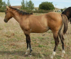 mesafarms4010005.jpg