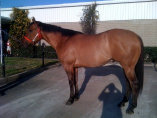 mesafarms4010032.jpg