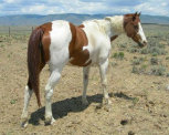 mesafarms4034023.jpg