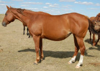 mesafarms4034040.jpg