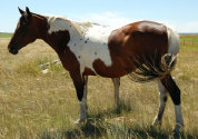 mesafarms4034042.jpg