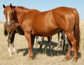 mesafarms4034043.jpg