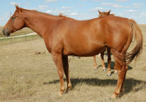 mesafarms4034065.jpg