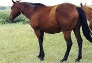 mesafarms4064001.jpg