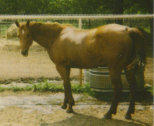 mesafarms4064002.jpg