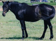 mesafarms4064008.jpg