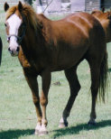 mesafarms4064013.jpg