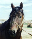 mesafarms4064031.jpg